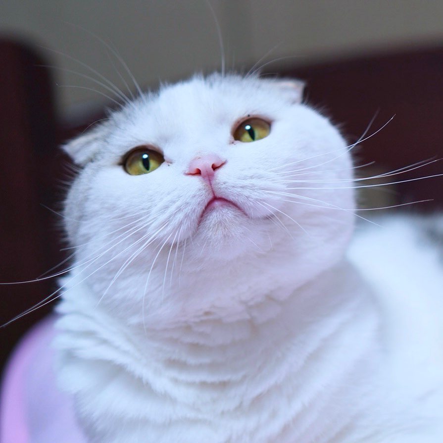 スコティッシュフォールドの適正体重は？肥満・痩せ過ぎの予防も解説