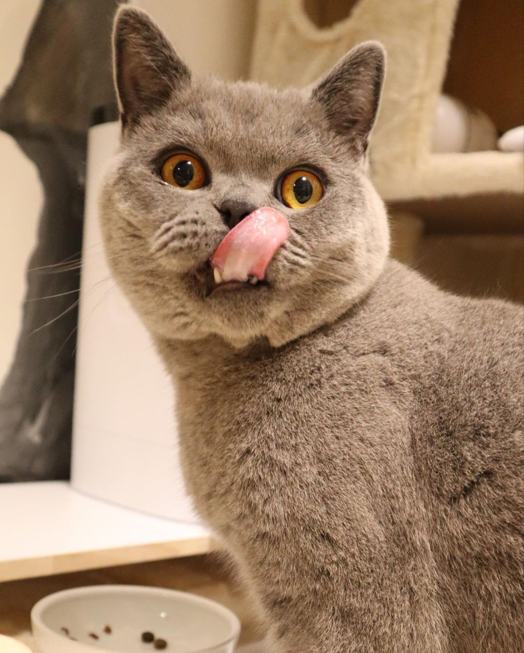 猫がドッグフードを食べても大丈夫 ダメな理由や必要な栄養素を解説 Moffme