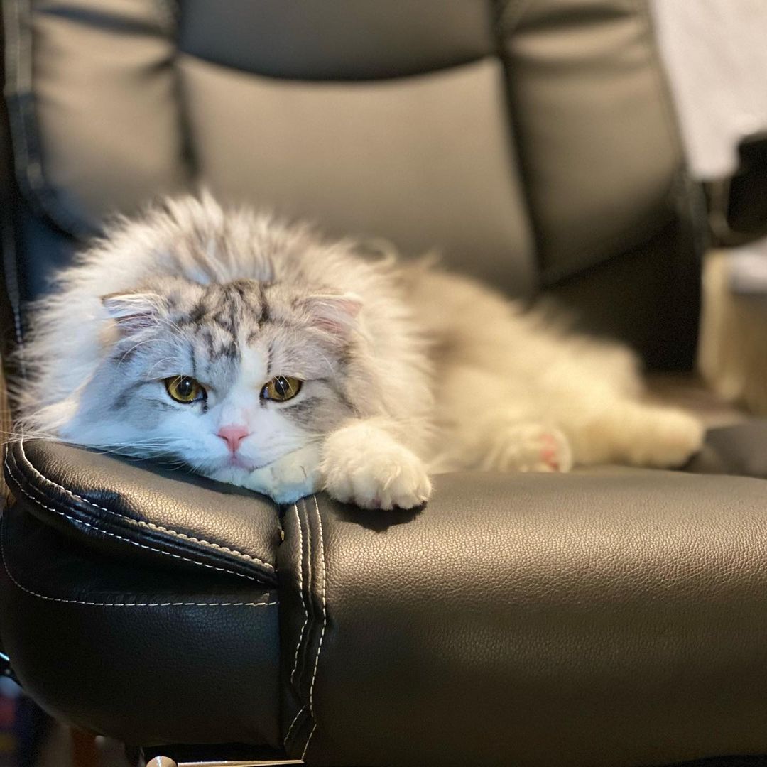 猫のストレス解消法を解説 ストレスの原因やストレスサインとは Moffme 猫のストレス解消法を解説 ストレスの原因やストレスサインとは Moffme