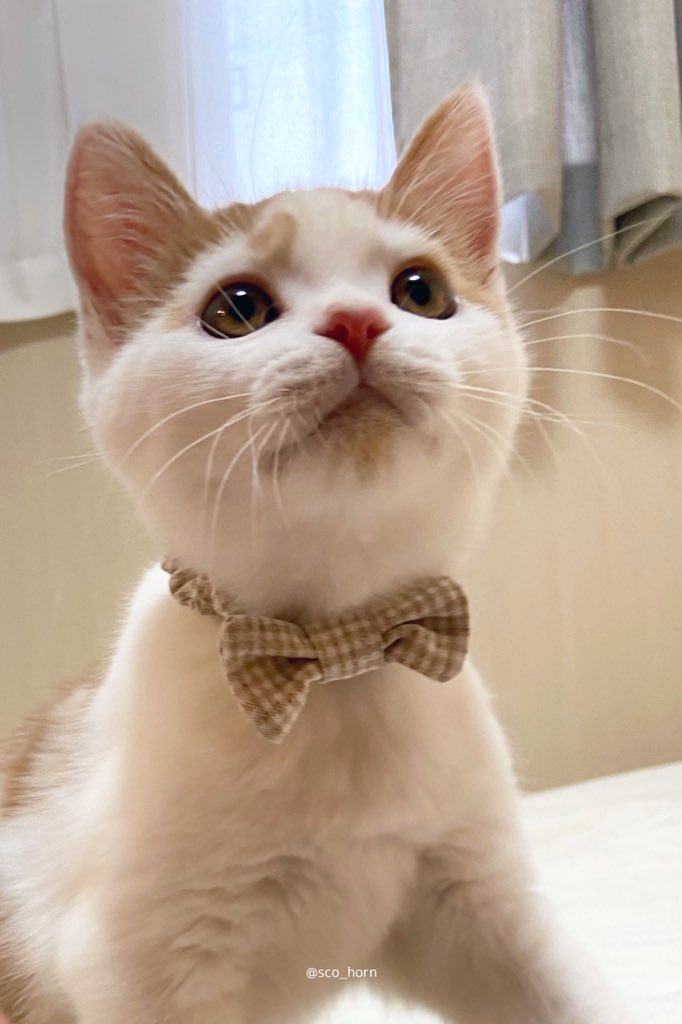 猫にとって引っ越しはストレス 引っ越し前の準備や注意点を徹底解説