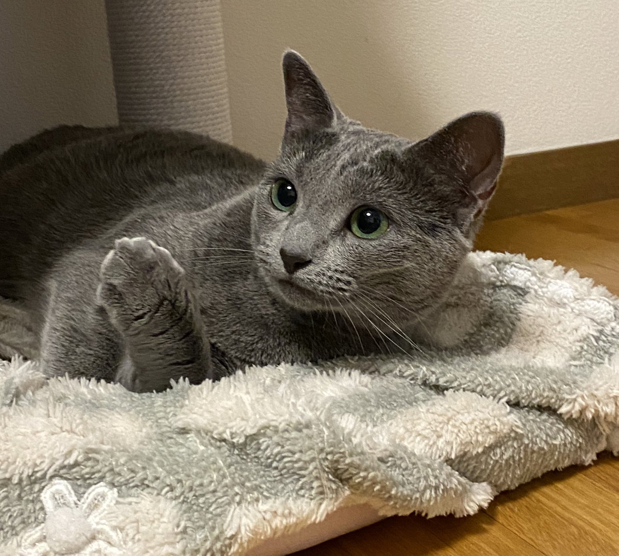抜け毛が少ない 多い猫をランキングで紹介 抜け毛対策も徹底解説 Moffme 抜け毛が少ない 多い猫をランキングで紹介 抜け毛対策も徹底解説 Moffme