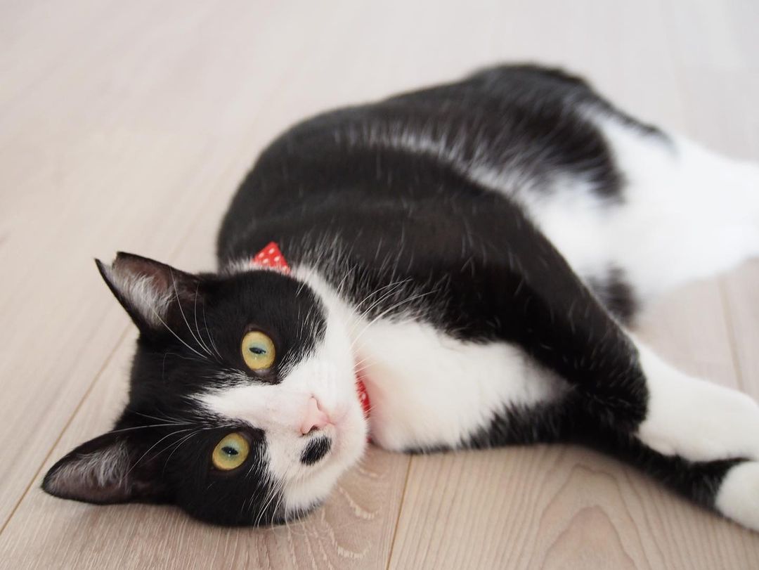 野良猫の保護費用はどれくらい？野良猫の飼い方や注意点も徹底解説！