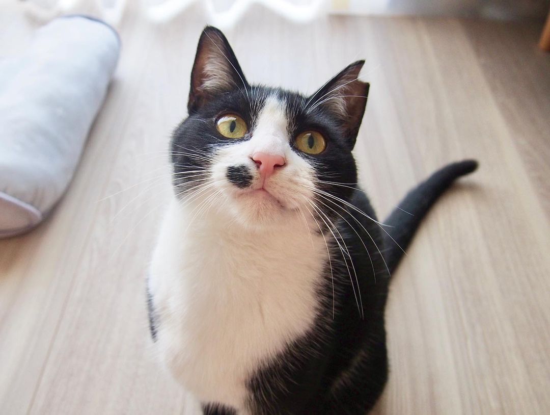 野良猫の保護費用はどれくらい？野良猫の飼い方や注意点も徹底解説！