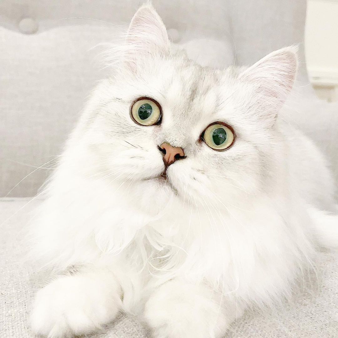 猫用ラバーブラシはどれがおすすめ 選び方や口コミ 評判を徹底解説 Moffme