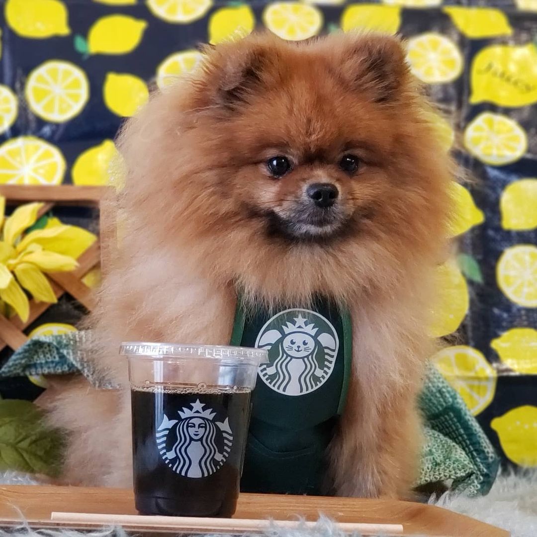 犬がコーヒーを飲むのはダメ カフェイン中毒の症状と対処法を解説