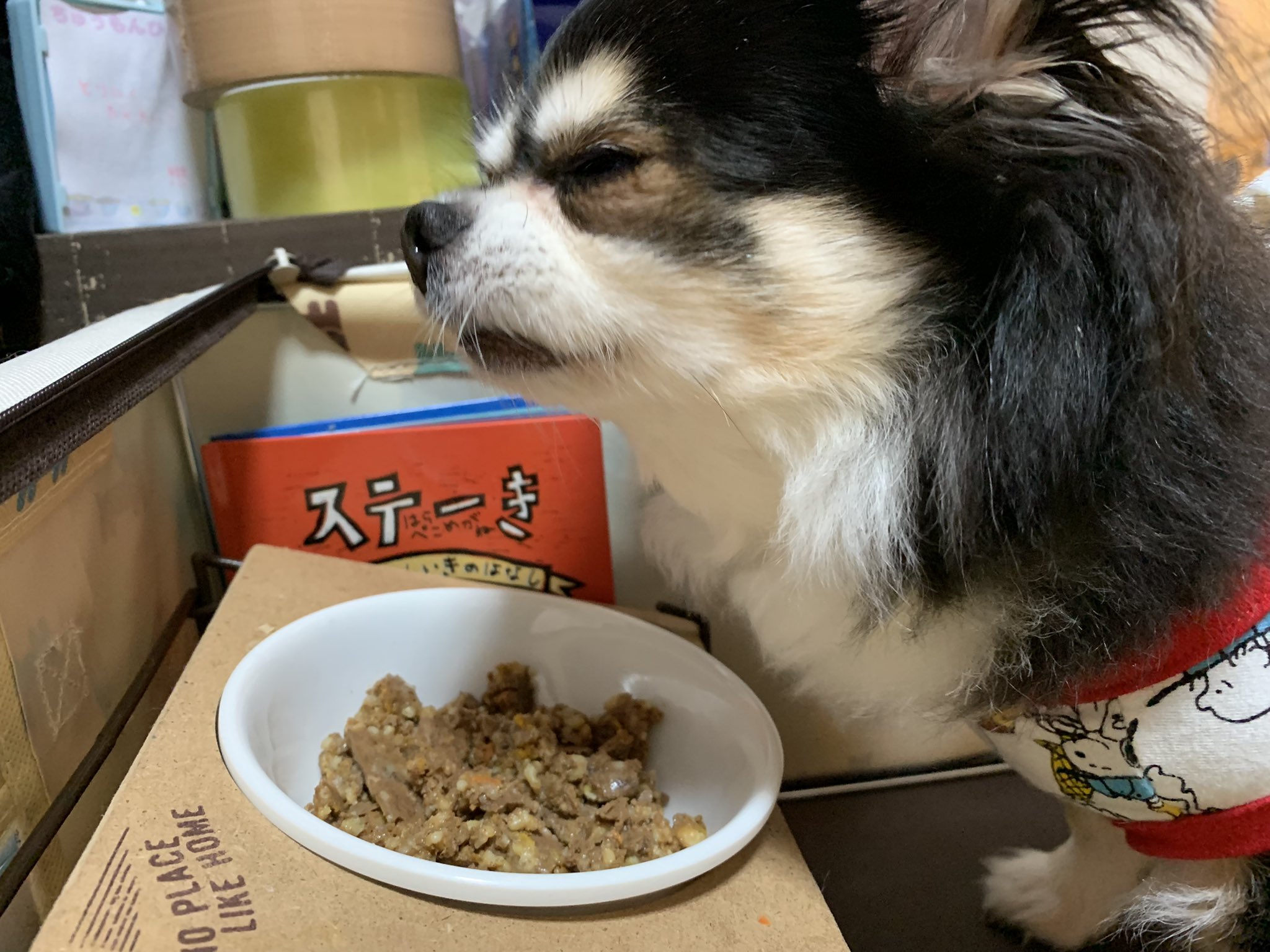 犬がエビを食べても大丈夫 与え方や注意点 栄養素について解説