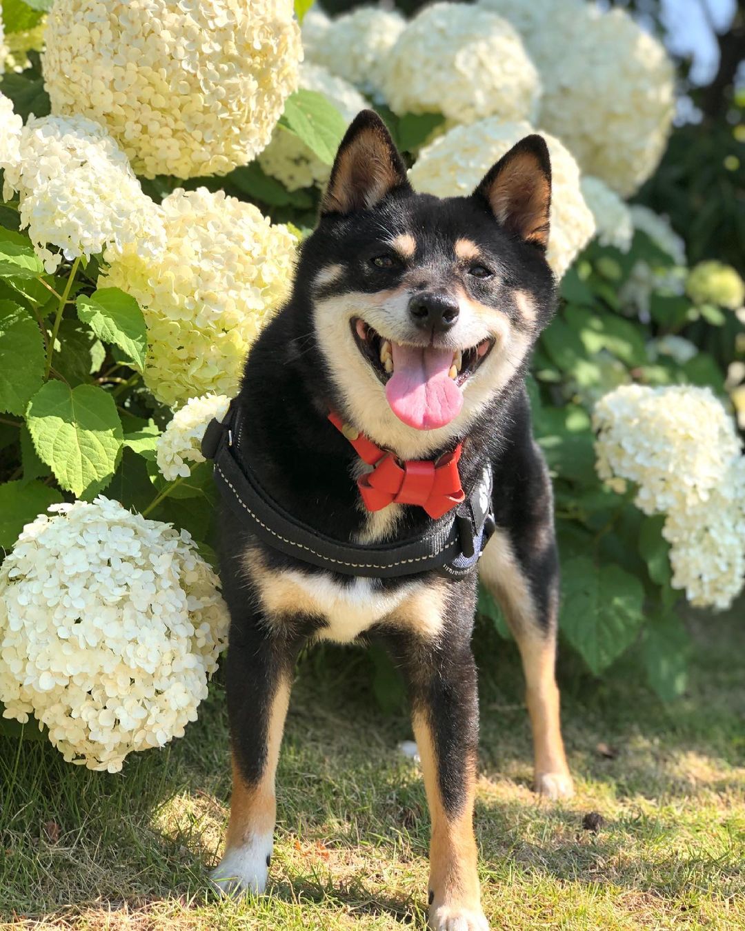 犬がそばを食べても大丈夫 注意点やアレルギーについても解説