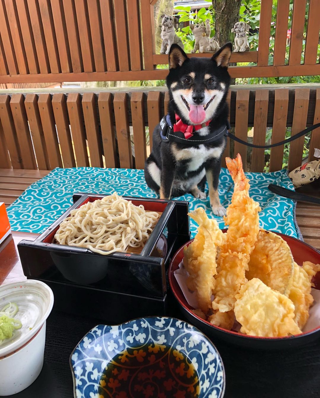 犬がそばを食べても大丈夫 注意点やアレルギーについても解説