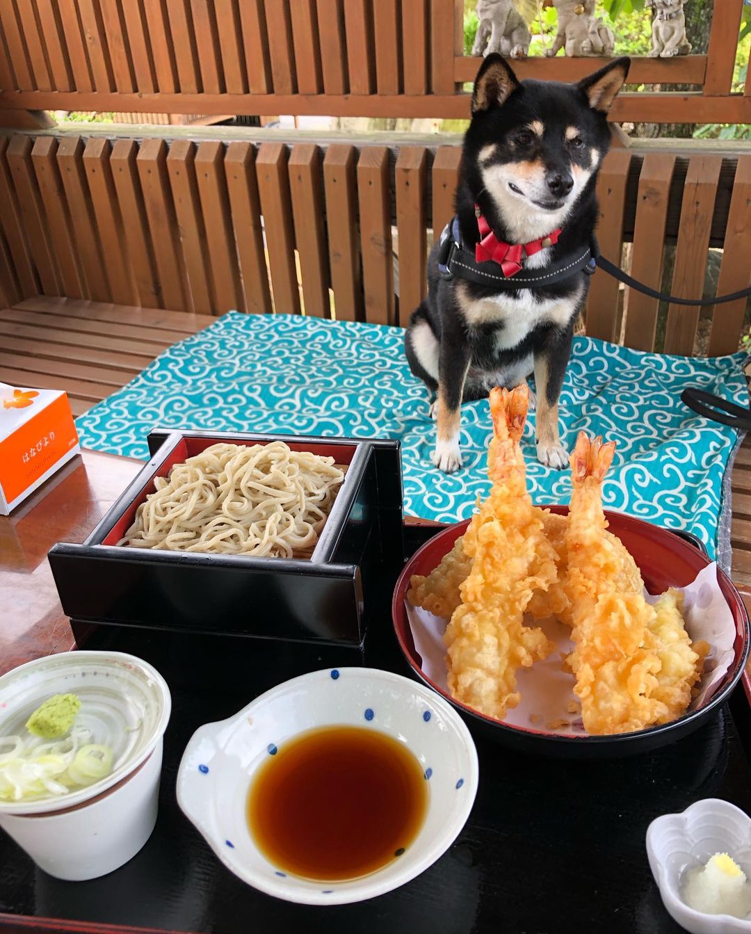 犬がそばを食べても大丈夫 注意点やアレルギーについても解説