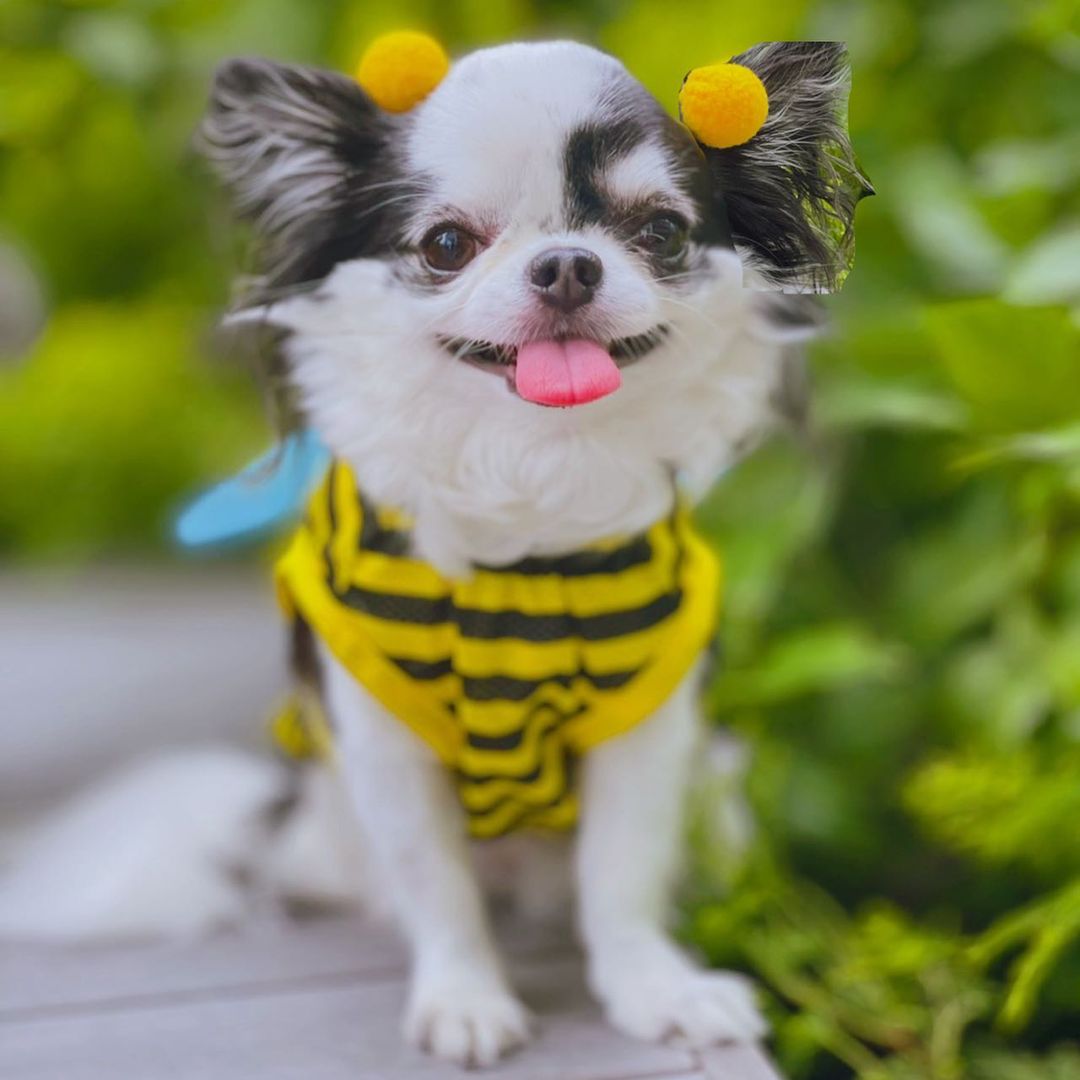 犬がはちみつを食べても大丈夫 与え方と注意点 メリットを解説