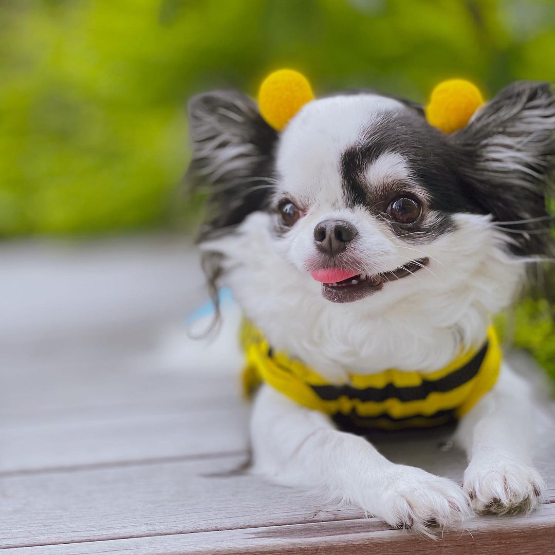 犬がはちみつを食べても大丈夫 与え方と注意点 メリットを解説