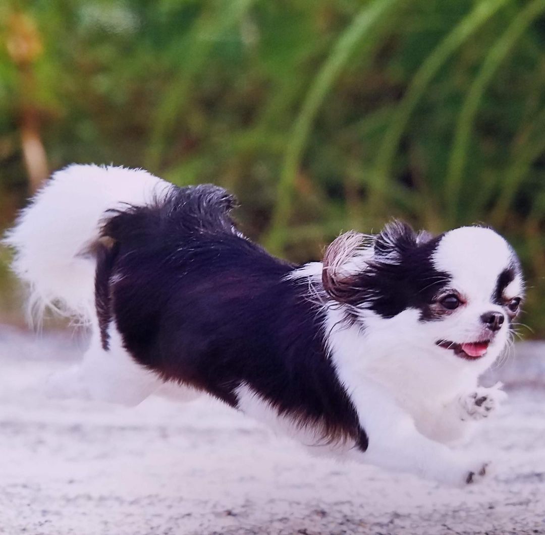 犬がはちみつを食べても大丈夫 与え方と注意点 メリットを解説