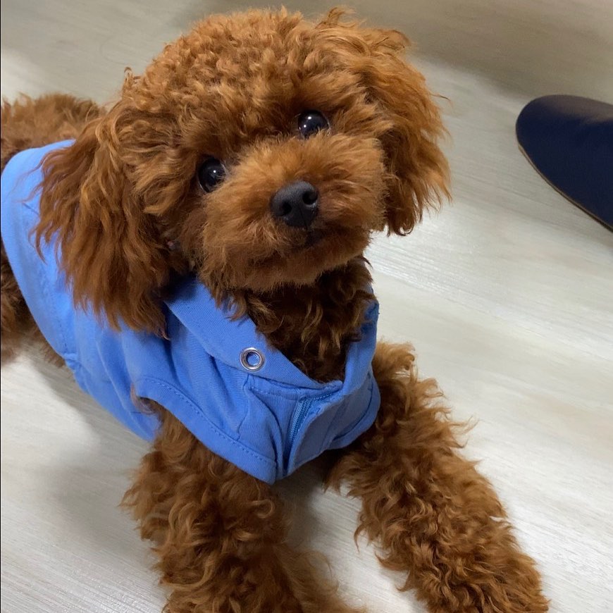 犬がナスを食べるのはok おすすめの食べさせ方や注意点を紹介
