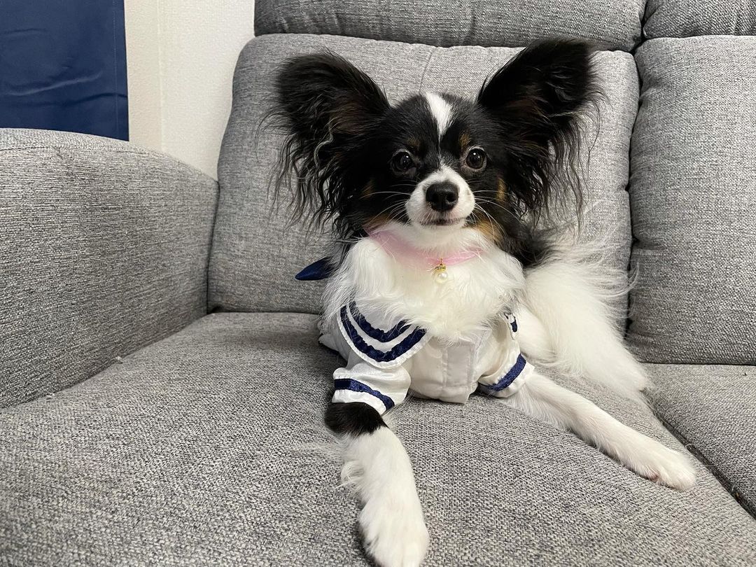 犬はマグロなどの刺身を食べても大丈夫 生は避けた方が無難かも