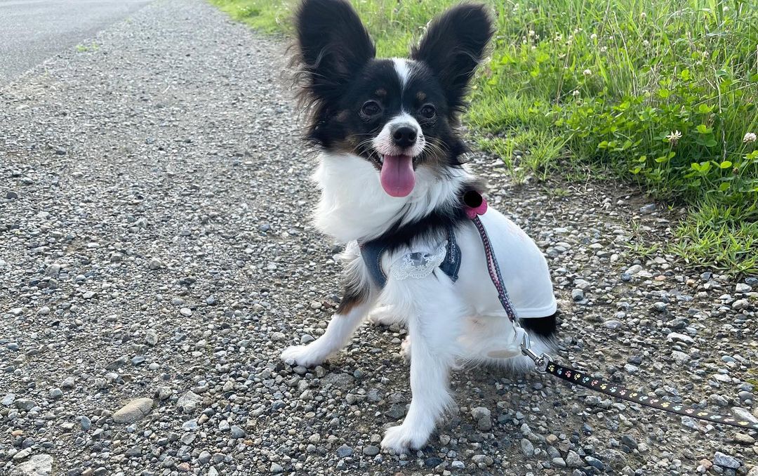 犬はマグロなどの刺身を食べても大丈夫 生は避けた方が無難かも