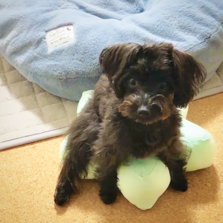 犬があんこを食べたが大丈夫 あんこ 小豆 の効果や注意点を紹介