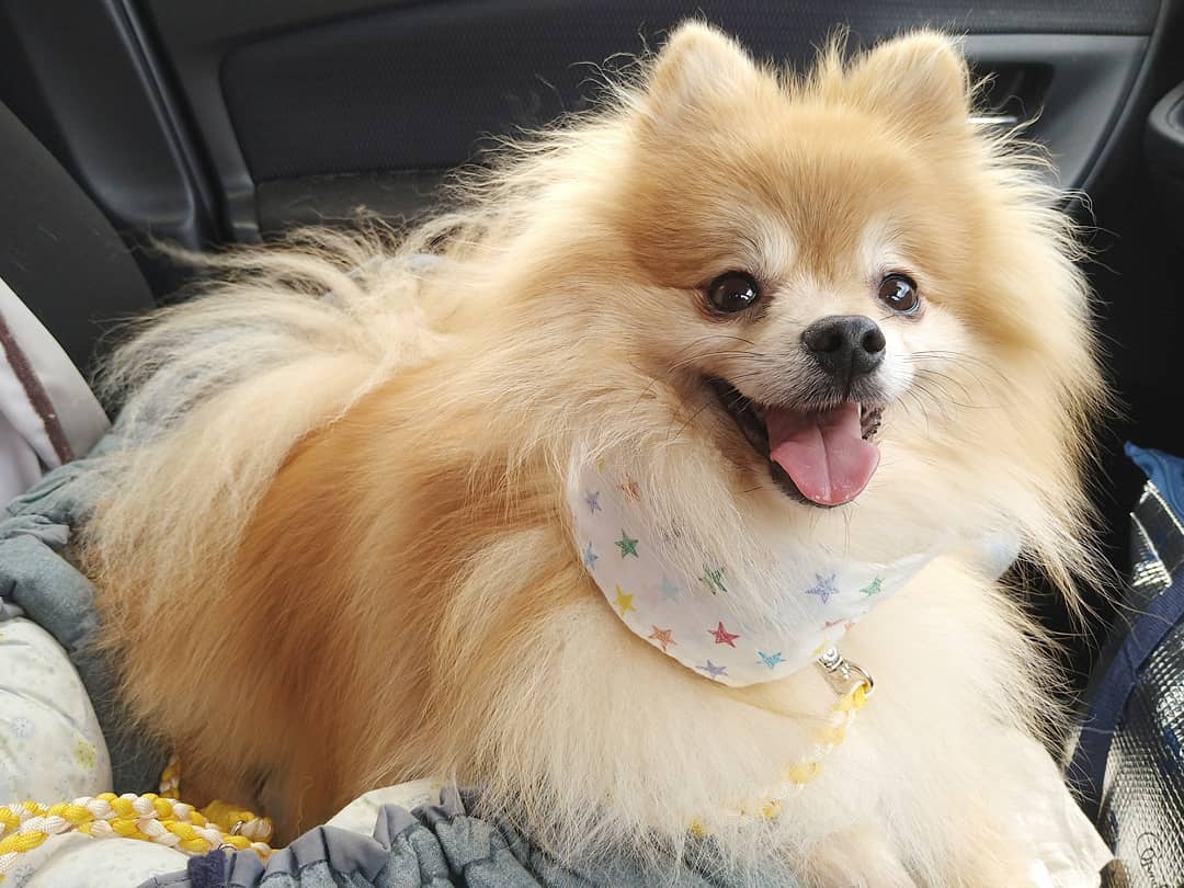 キャベツ 生 やその芯は犬も食べられる 食べすぎないように注意