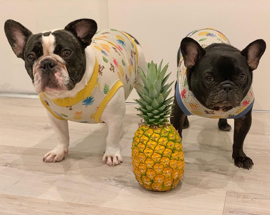 パイナップル パイン は犬が食べても大丈夫 食糞に効くって本当