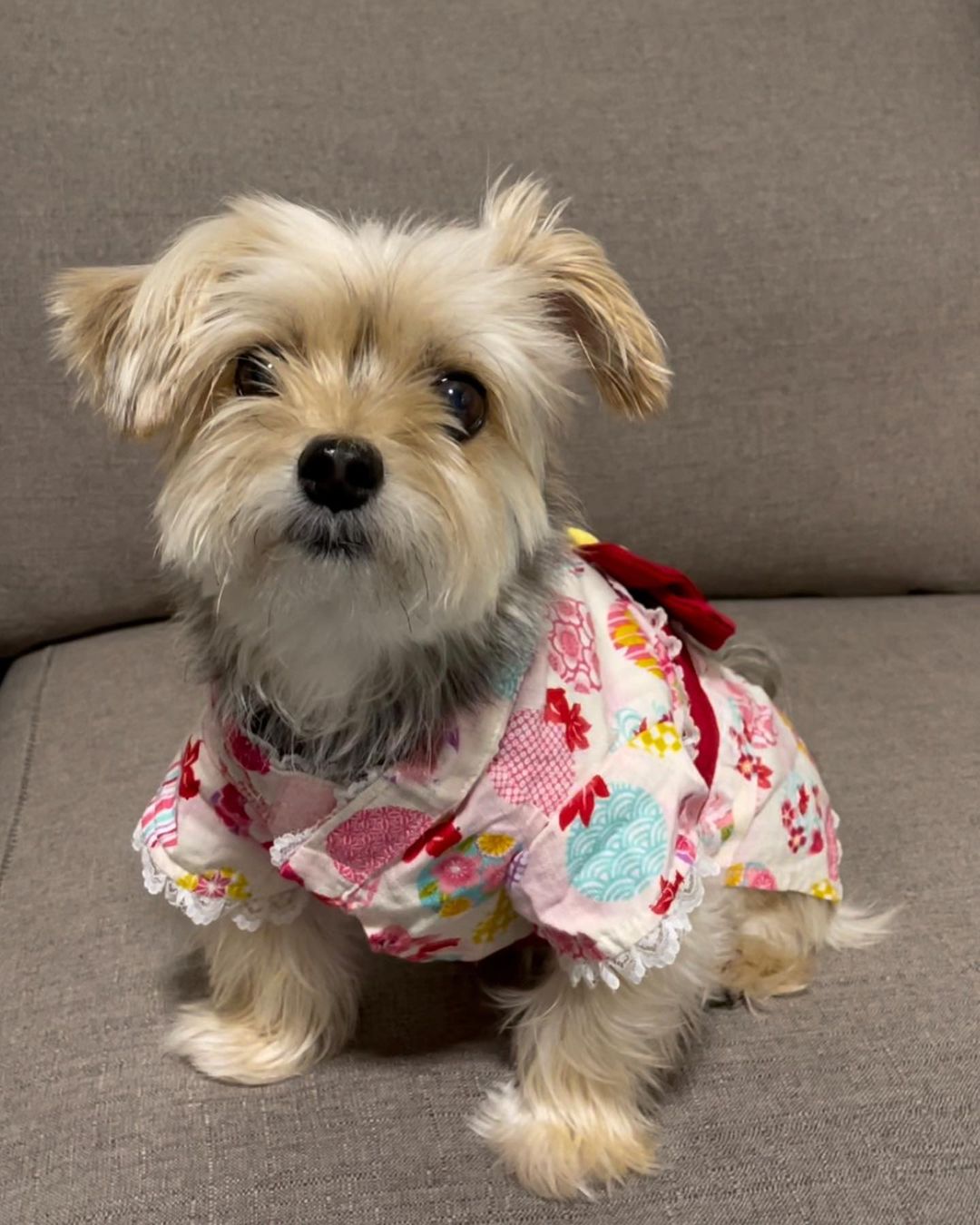 犬がじゃがいもを食べても大丈夫だがアレルギーに注意 レシピも紹介