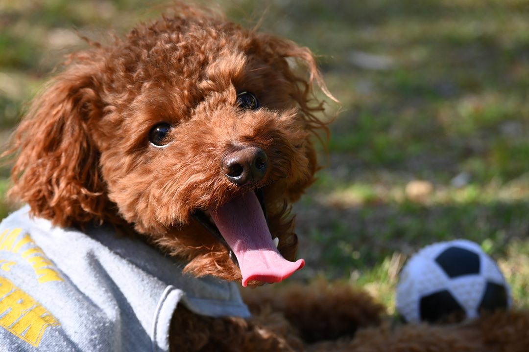 犬がプラスチックを誤飲してしまった！知るべき症状や対処法は？