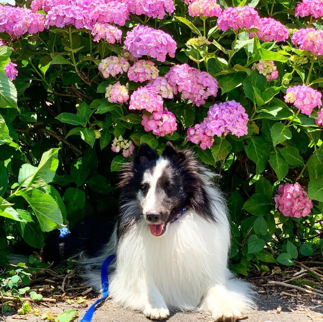 犬に効果のあるダイエットとは おすすめの食事や運動を解説