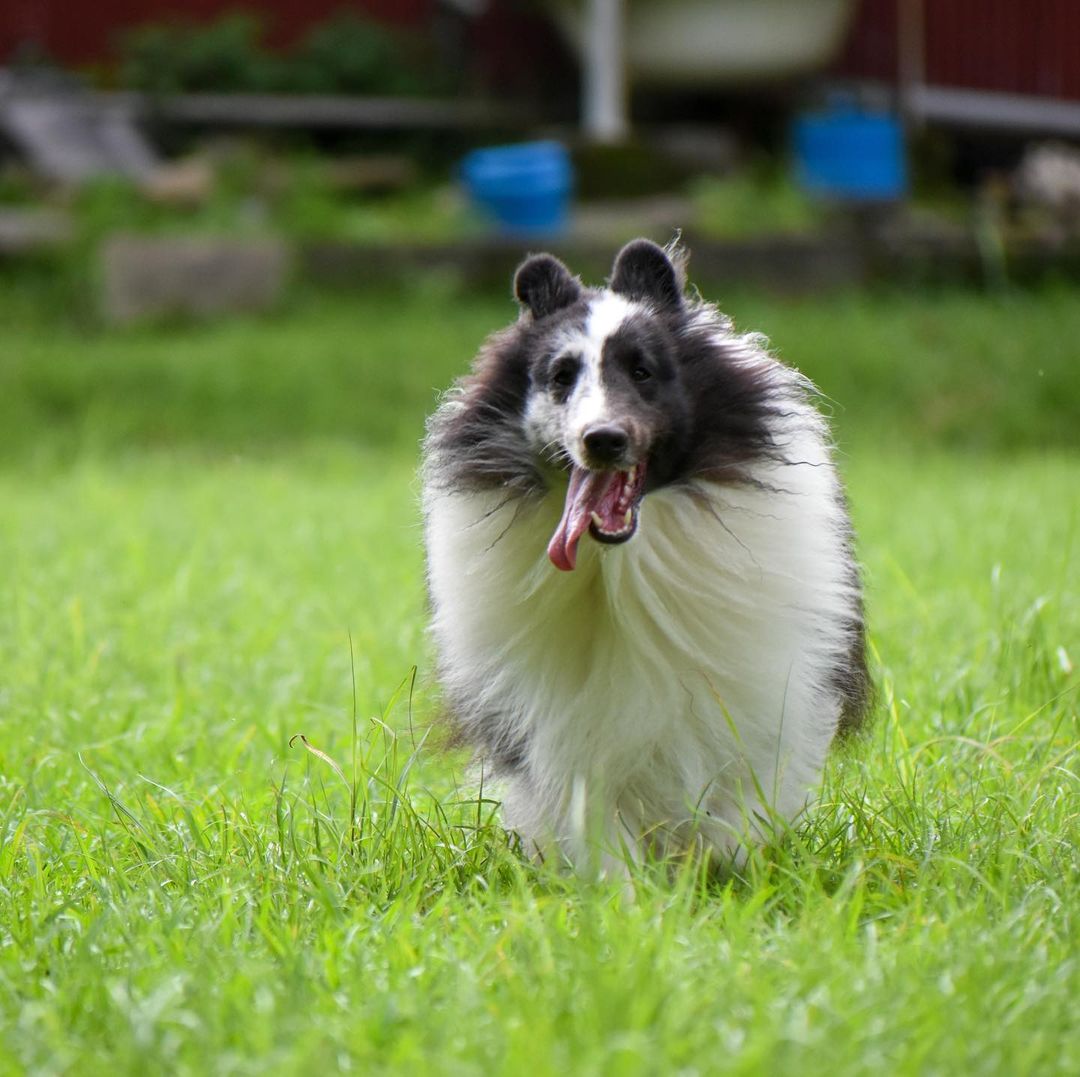 犬に効果のあるダイエットとは おすすめの食事や運動を解説