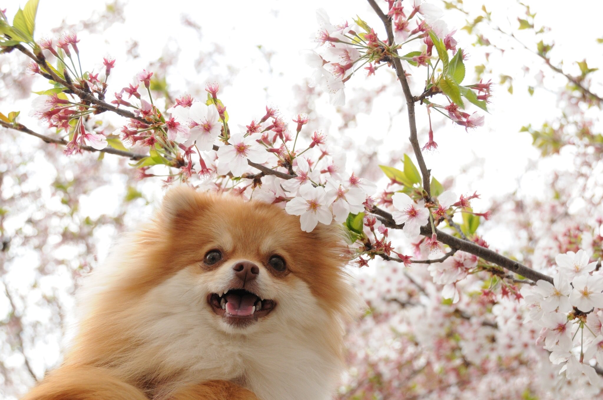 犬に扇風機は意味ある 熱中症予防におすすめの使い方や注意点を解説