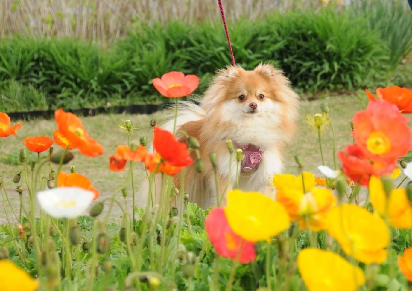 犬に扇風機は意味ある 熱中症予防におすすめの使い方や注意点を解説