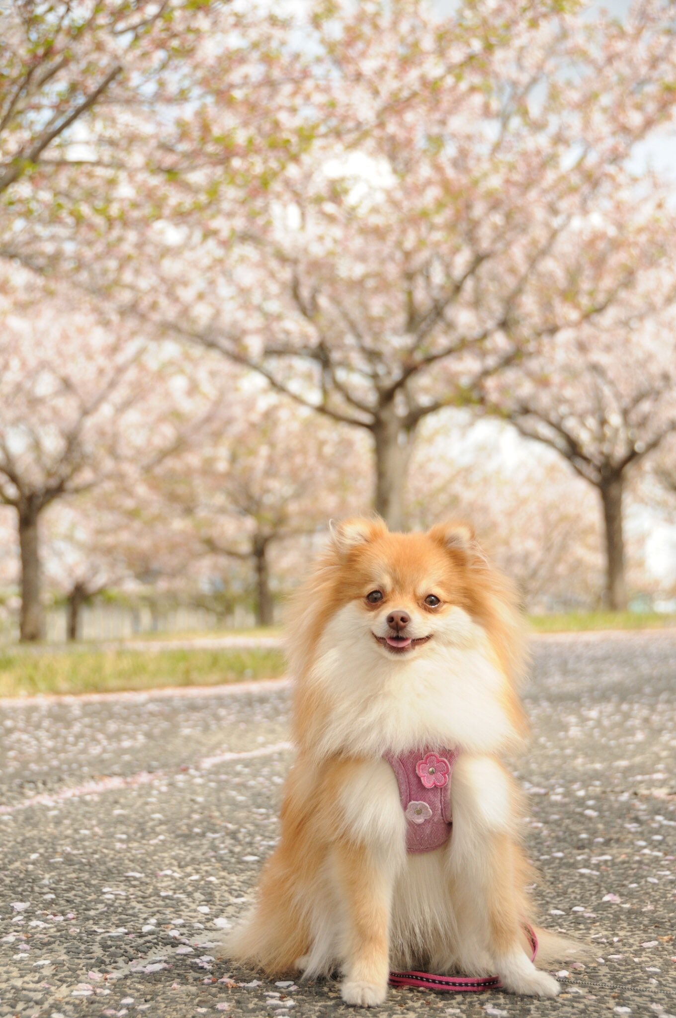 犬に扇風機は意味ある 熱中症予防におすすめの使い方や注意点を解説