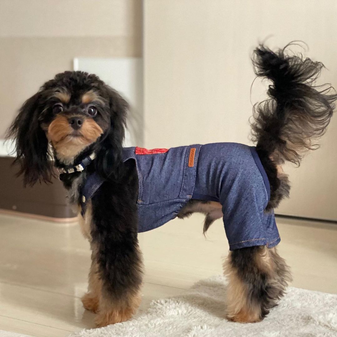 犬に鰹節を与えても大丈夫 食べ過ぎに注意してメリットを活かそう