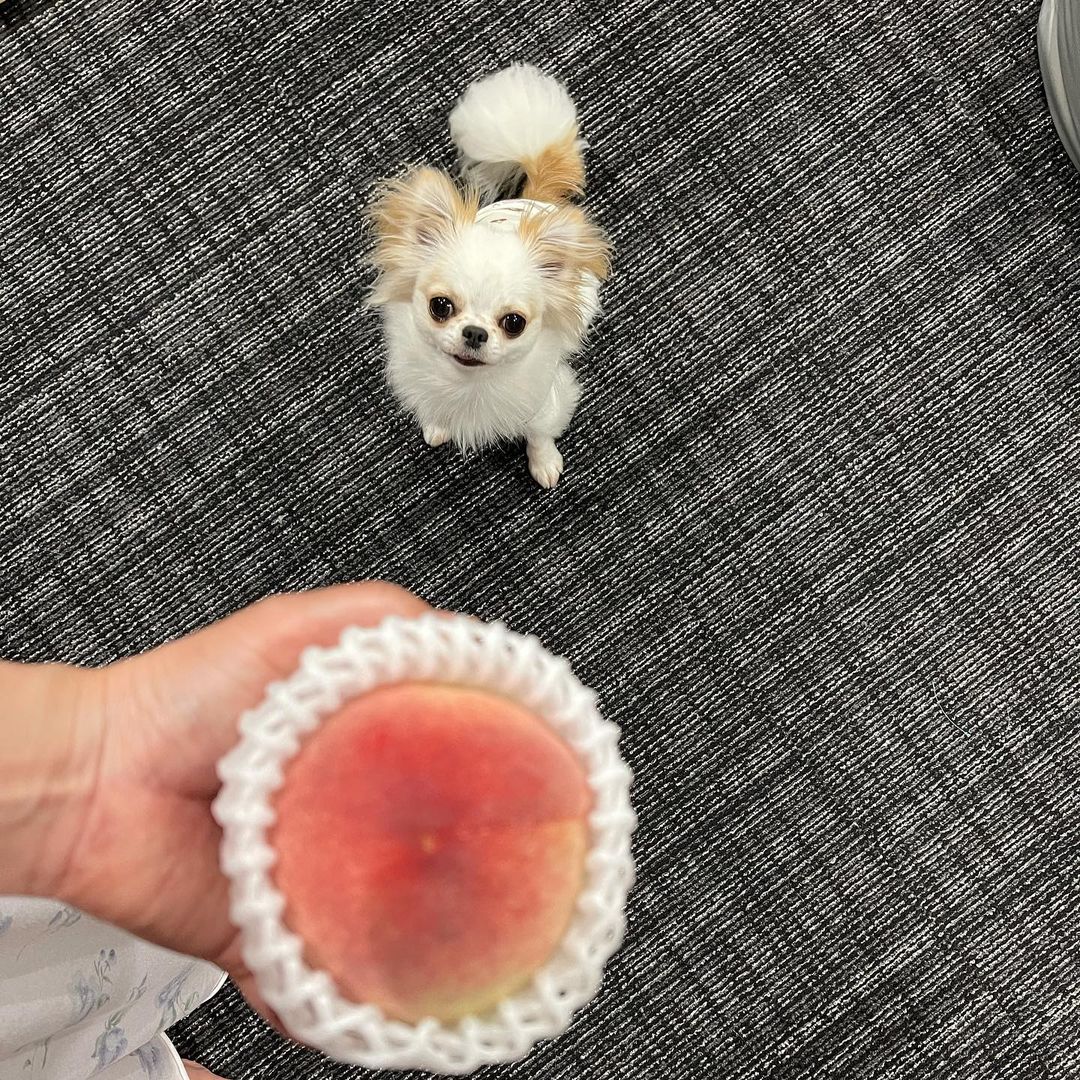 犬はももを食べられる 便秘の予防や解消に効果的だが種の誤飲に注意