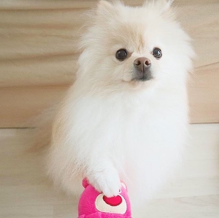 犬にアボカドをあげてはダメ 個体差があるので少量でも注意が必要