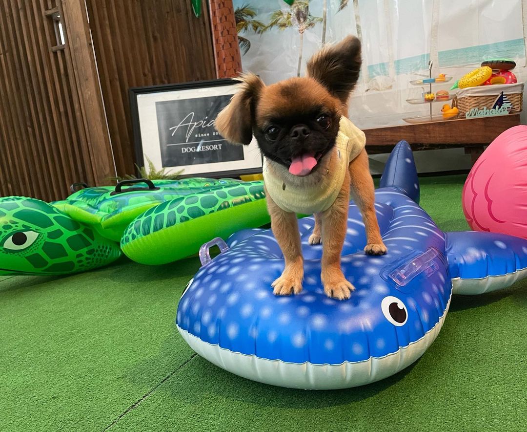 犬に生肉を与えても大丈夫 メリット デメリットと与え方を解説