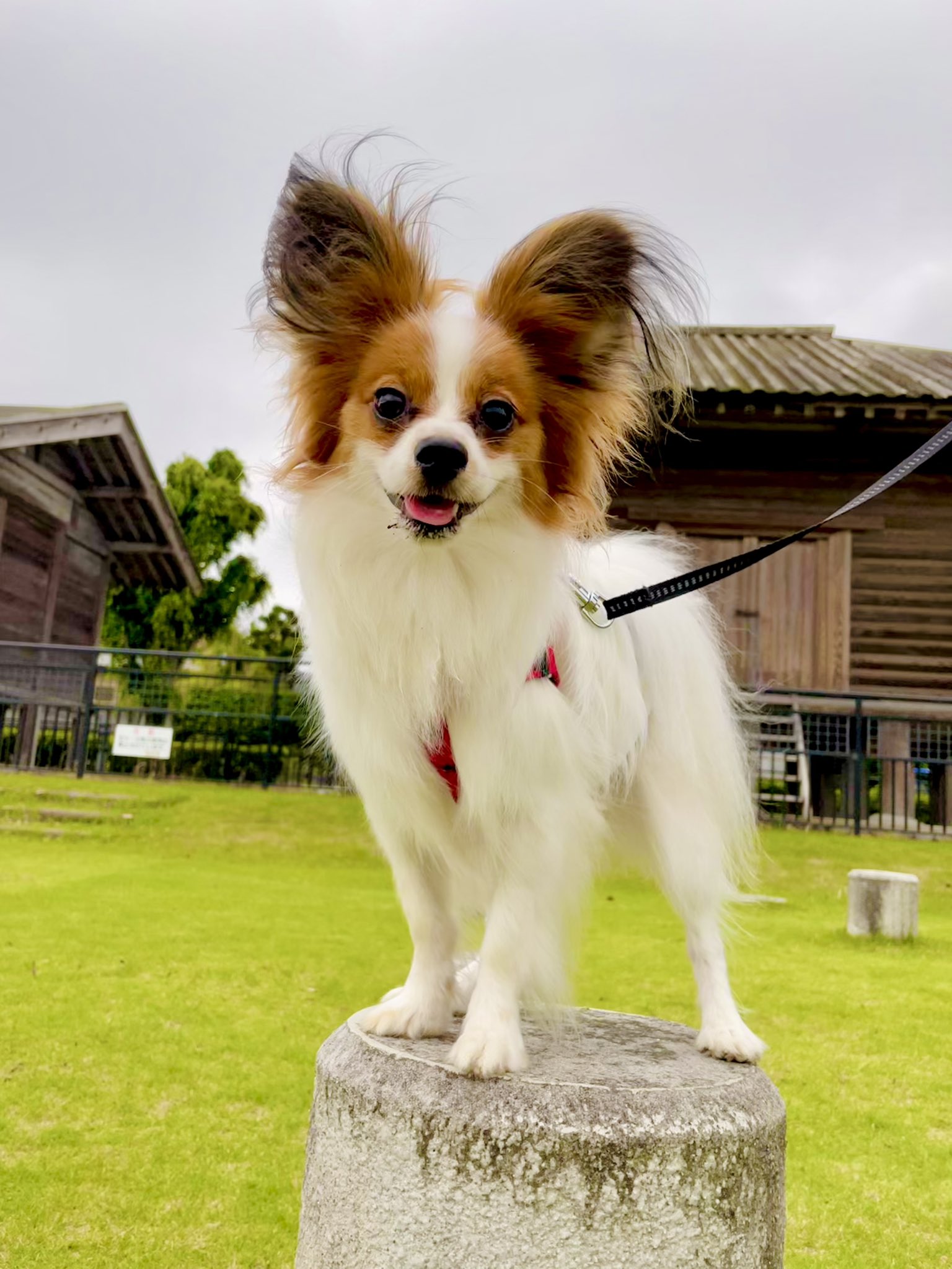 犬に生姜を与えても大丈夫 与え方や注意点 簡単レシピを解説