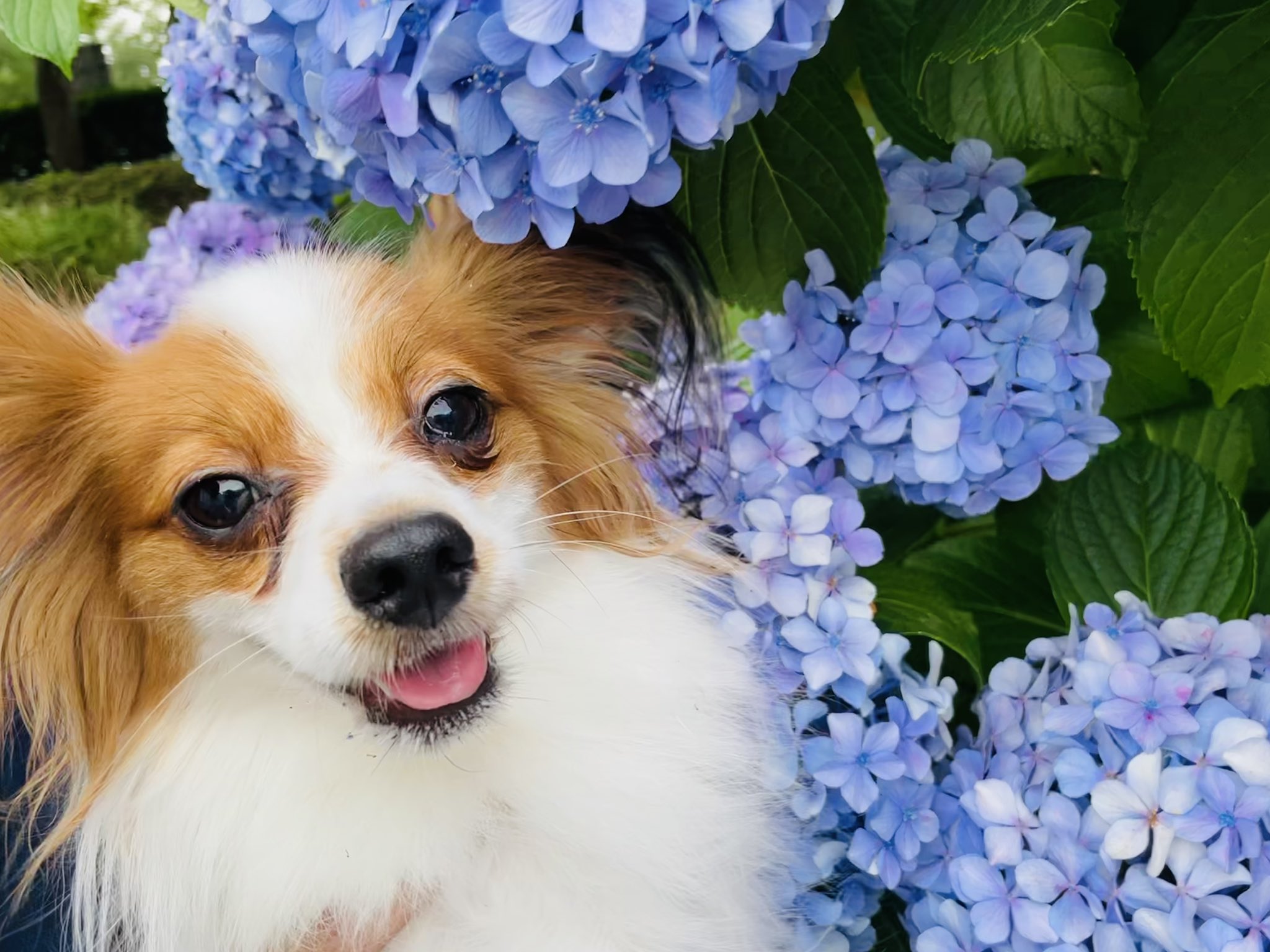 犬に生姜を与えても大丈夫 与え方や注意点 簡単レシピを解説