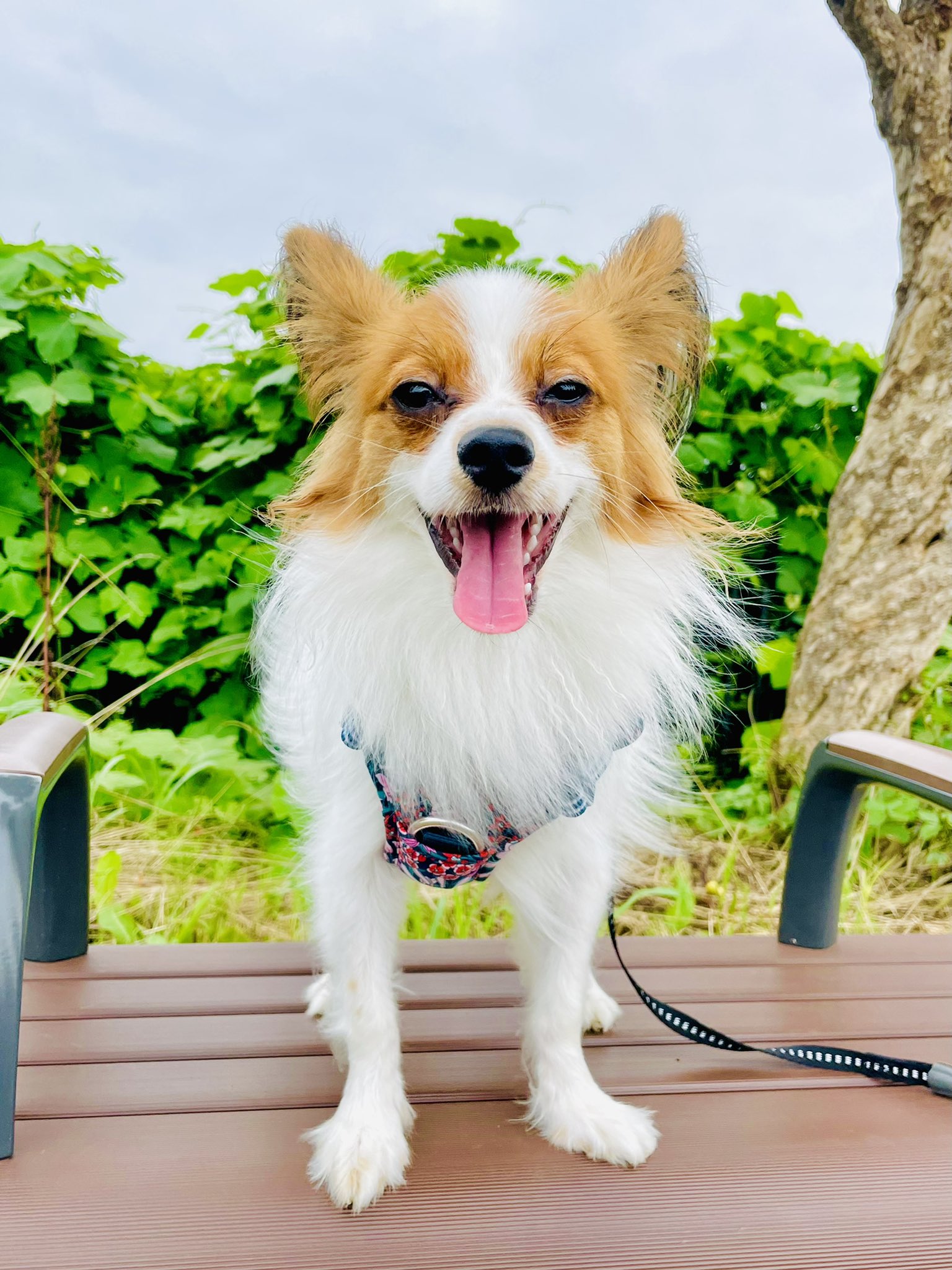 犬に生姜を与えても大丈夫 与え方や注意点 簡単レシピを解説