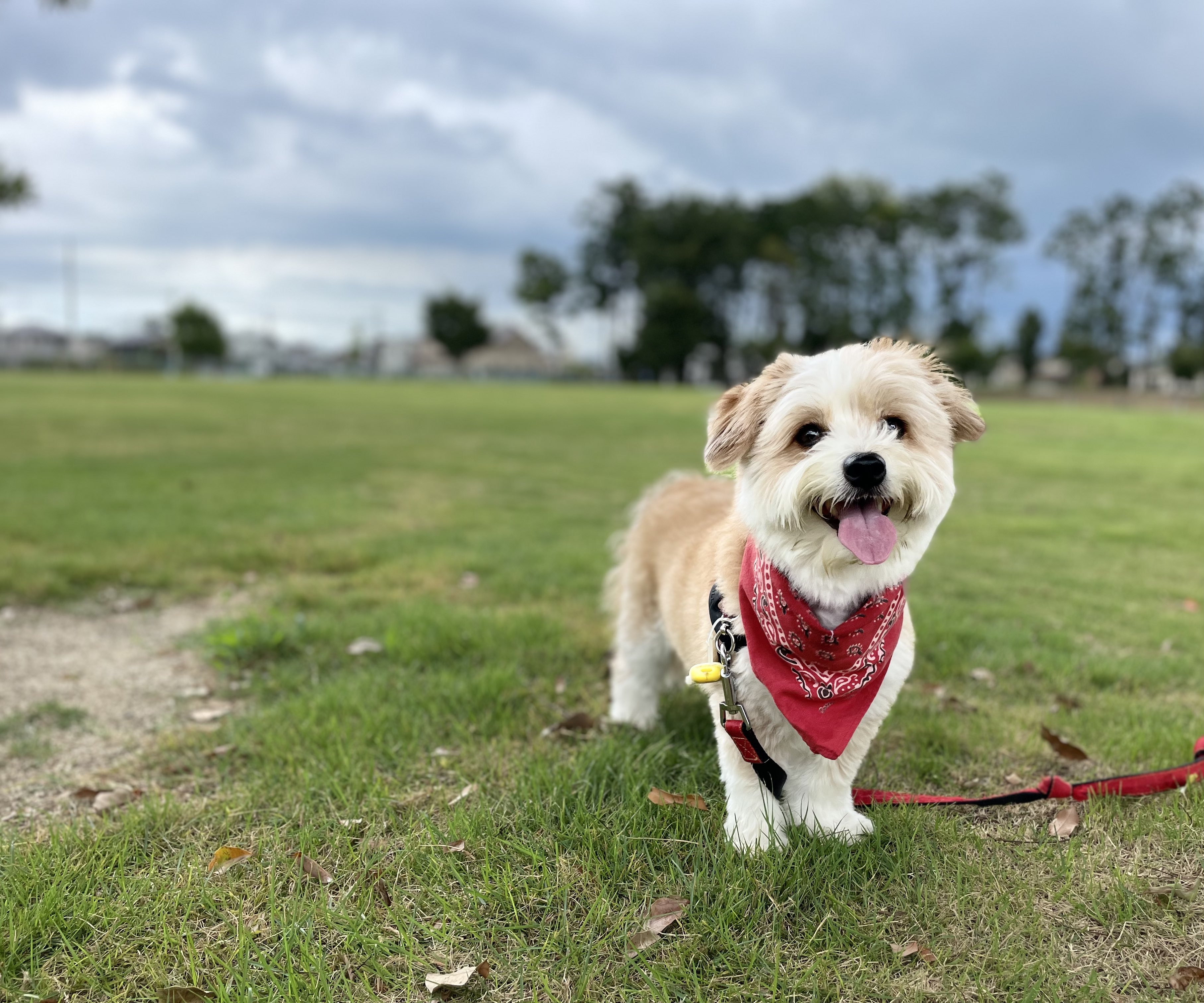 犬が豆苗を食べても大丈夫 栄養素や与え方 与える量 注意点を解説