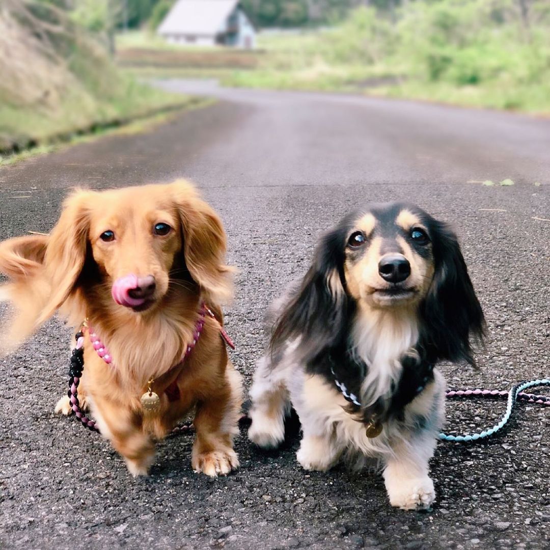 犬に炭酸水を飲ませても大丈夫 炭酸風呂や炭酸シャンプーなども紹介 Moffme