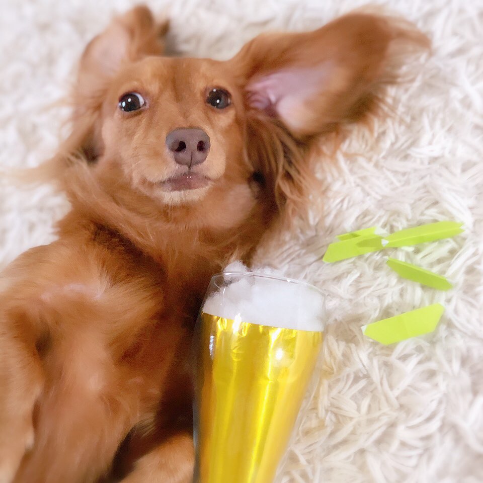 犬に炭酸水を飲ませても大丈夫 炭酸風呂や炭酸シャンプーなども紹介