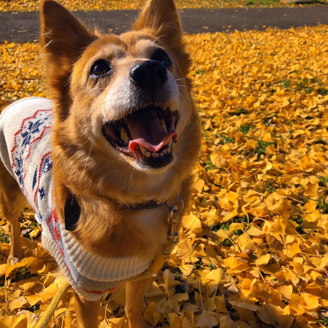 犬にハーブを与えても大丈夫 ハーブの効果や与え方 注意点など紹介