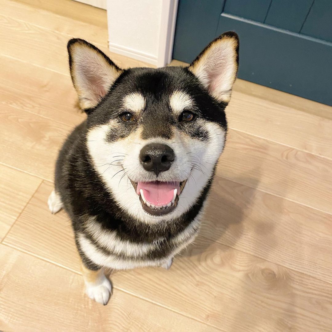 犬が海苔を食べるのは大丈夫 与え方や量 注意点 栄養素を解説