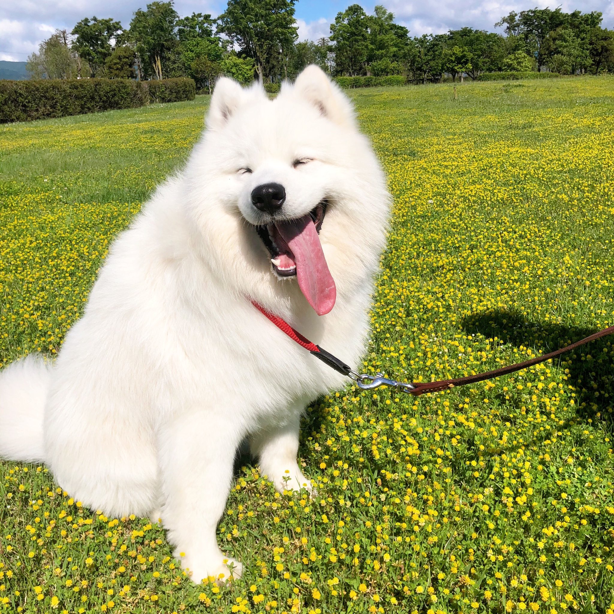 サモエドの適正体重とは 月齢体重の推移や体重管理方法を徹底解説