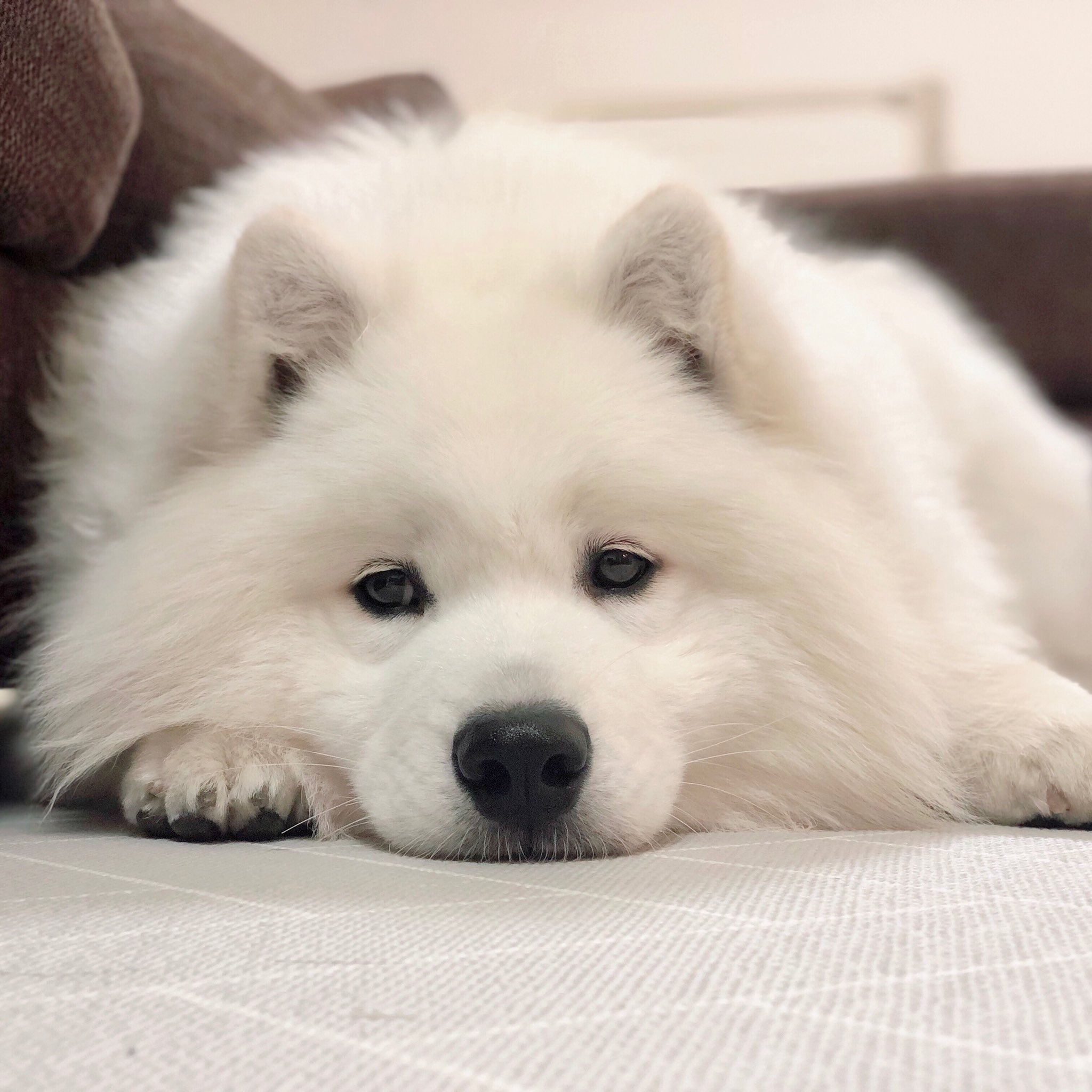 サモエドの適正体重とは 月齢体重の推移や体重管理方法を徹底解説