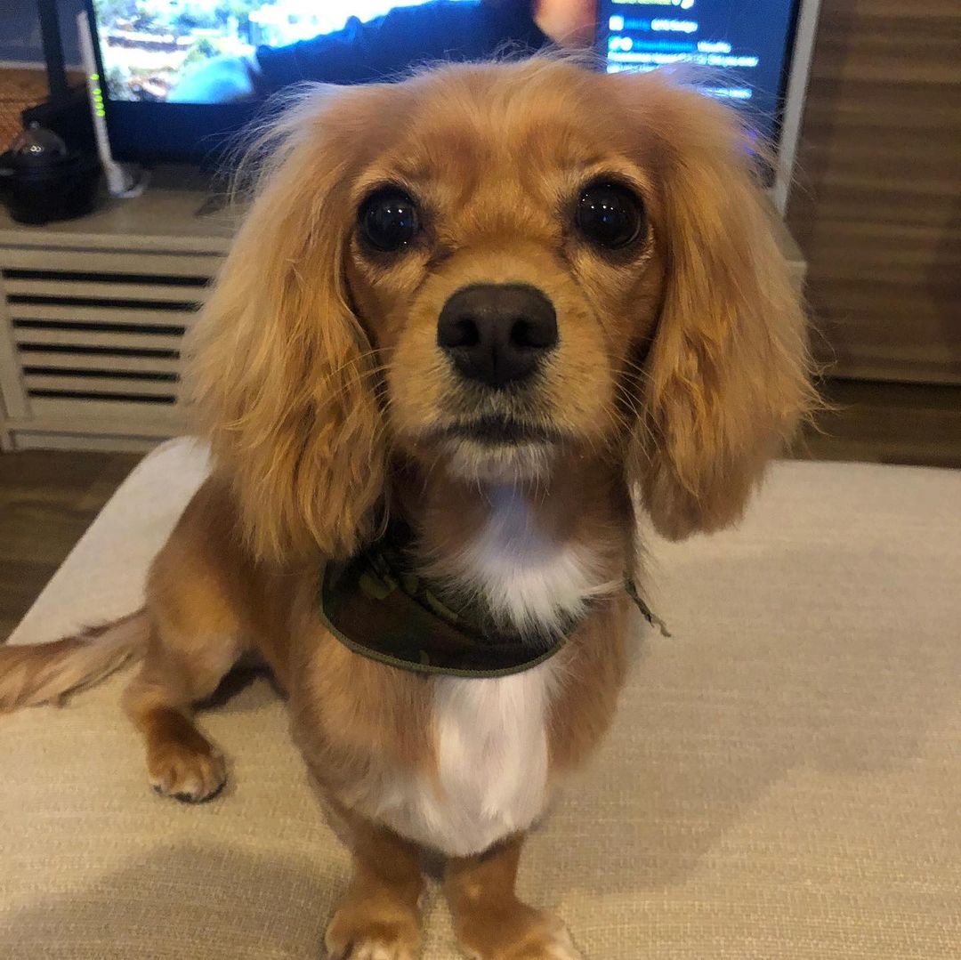 獣医師監修 犬の狂犬病とは 原因や症状 予防法 ワクチン注射と登録方法を解説