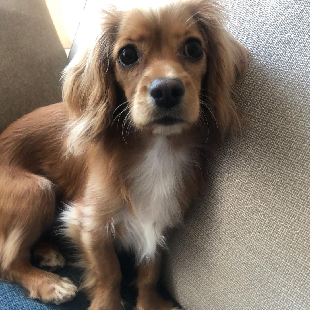 獣医師監修 犬の狂犬病とは 原因や症状 予防法 ワクチン注射と登録方法を解説