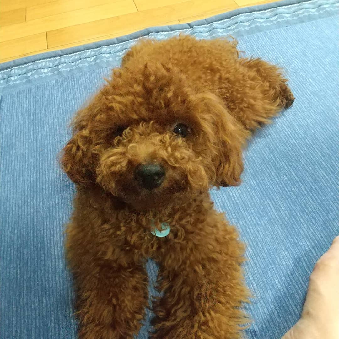 犬がキャットフードを食べても大丈夫 ダメな理由や病気について解説