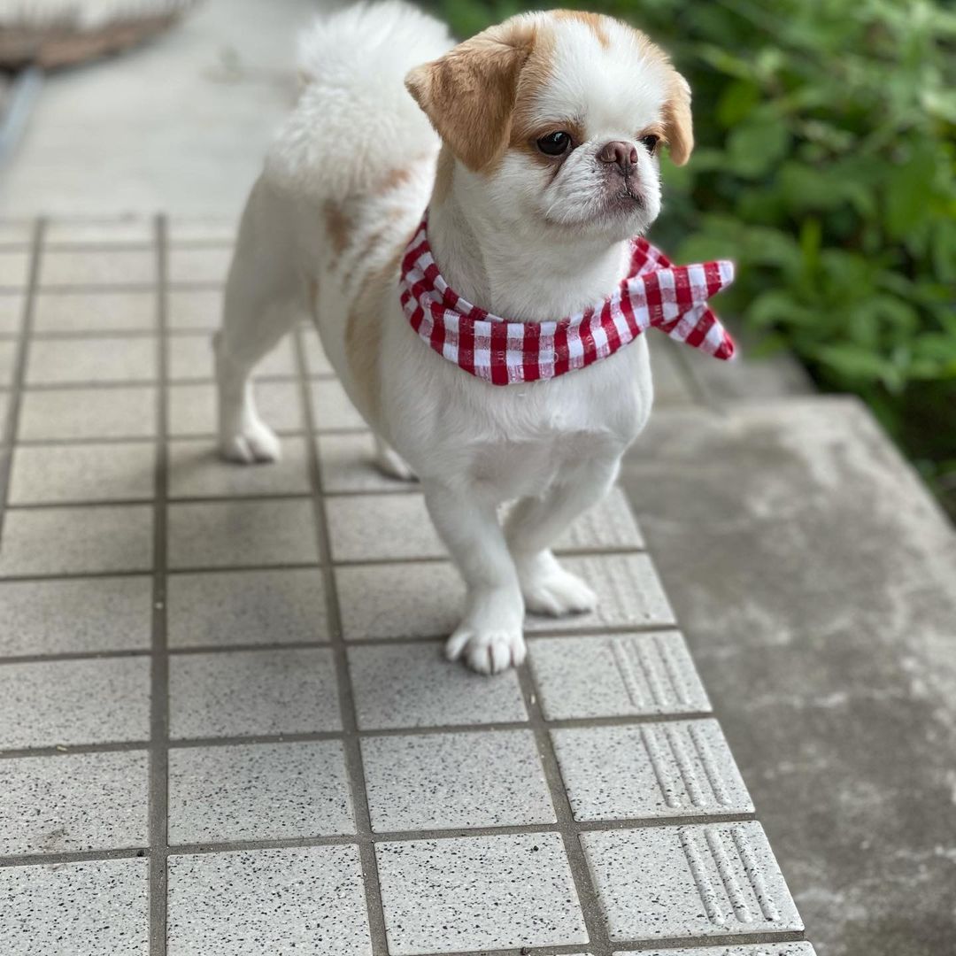 犬が飛行機に乗る際に感じるストレスとは 解消法や注意点を解説