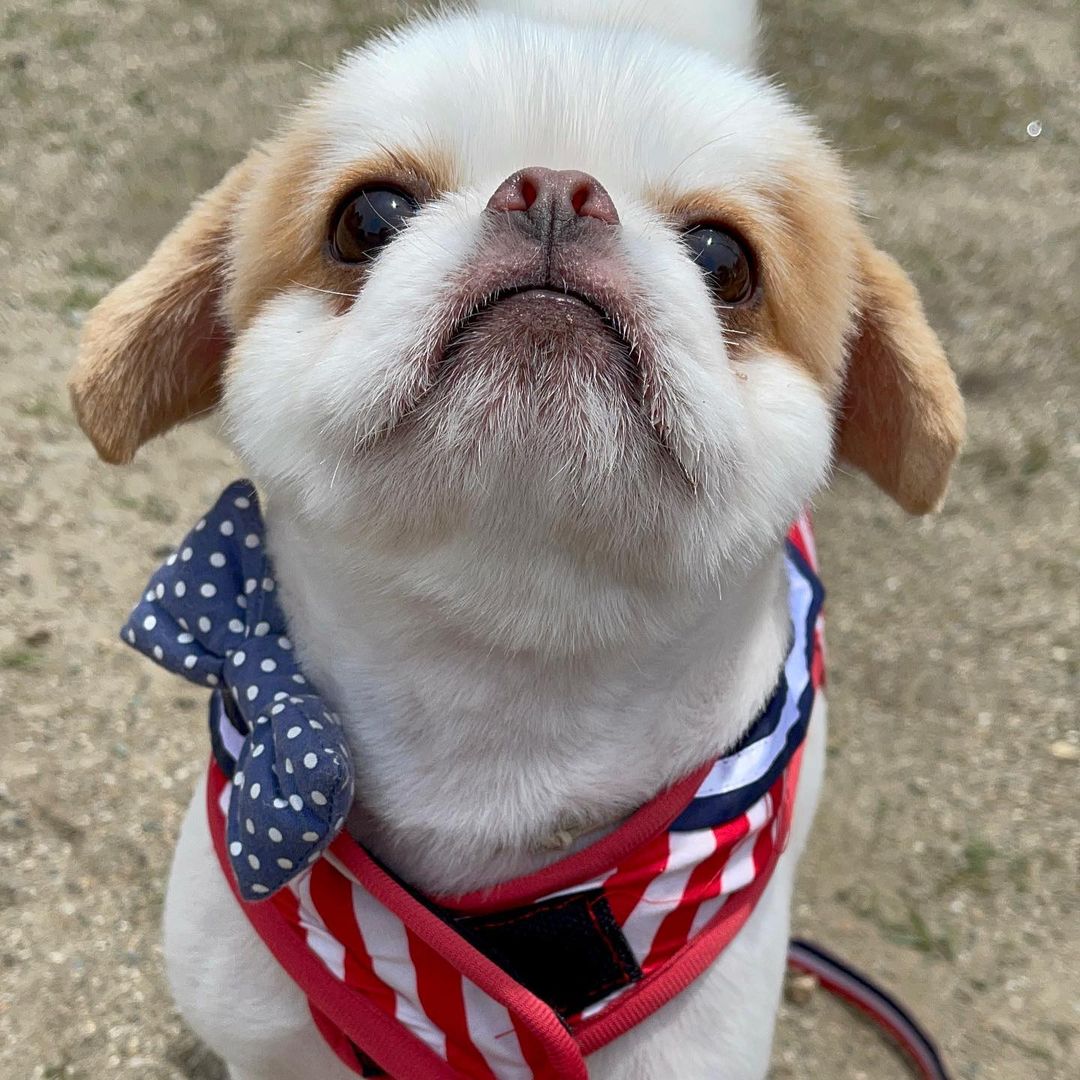 犬が飛行機に乗る際に感じるストレスとは 解消法や注意点を解説