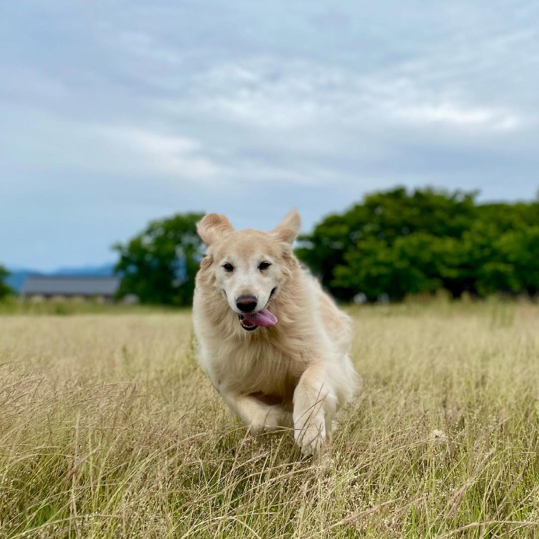 犬とキャンプをストレスなく楽しむには 注意点や便利グッズを解説