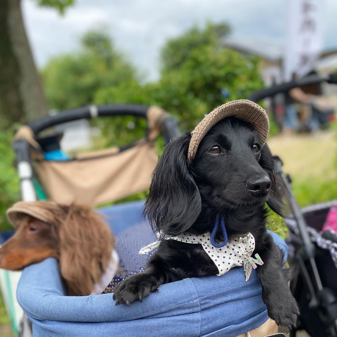 犬が耳をかくのはストレスが原因 ストレスサインや解消法も解説